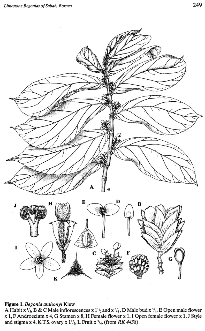 B. anthonyi